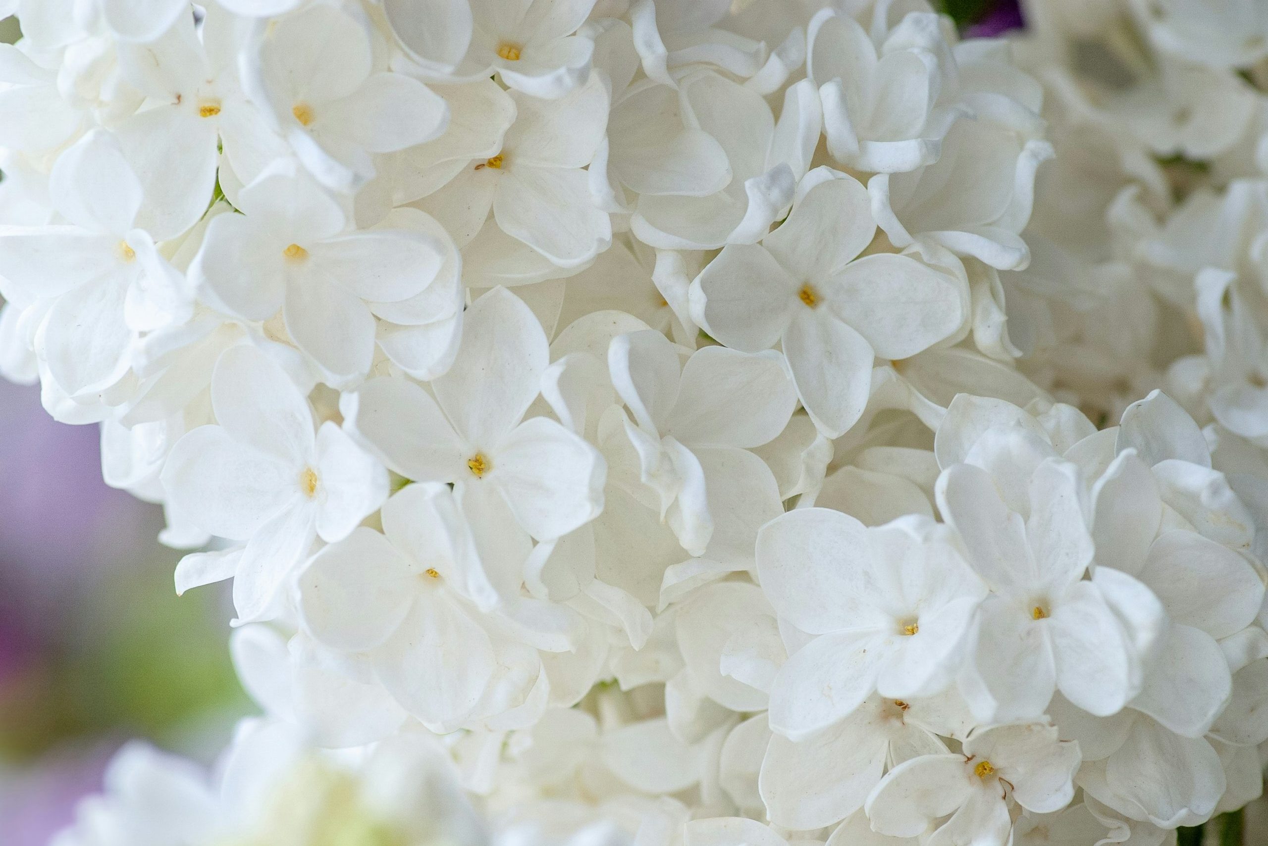 Shechina : Fleurs de Guérison